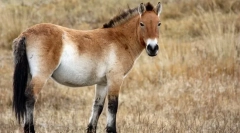 Przewalski ló